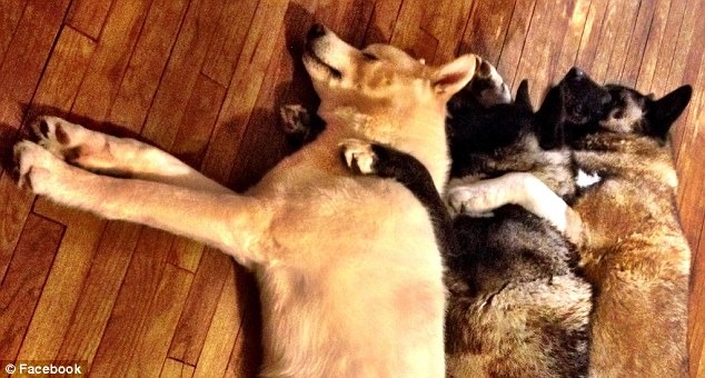 三隻秋田犬形影不離，凱雅被卡斯和凱勒保護在中間。　翻攝自每日郵報