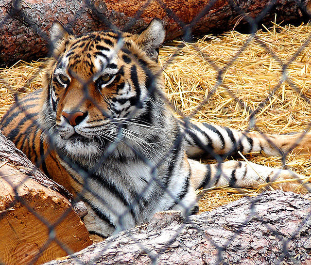 在美國,養老虎無法可管,但養比特犬卻會犯法。 Flickr_Matt Reinbold