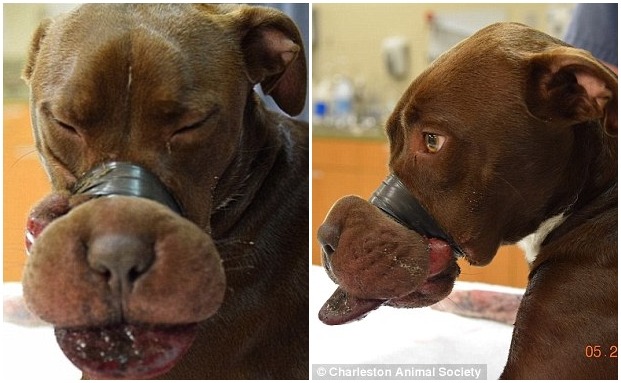 就是這些觸目驚心的照片，在網路上引起許多人的關注，最後犯下罪刑的男子被裁罰5萬美元(台幣154萬元)並交出他飼養的另一隻狗。　翻攝自每日郵報