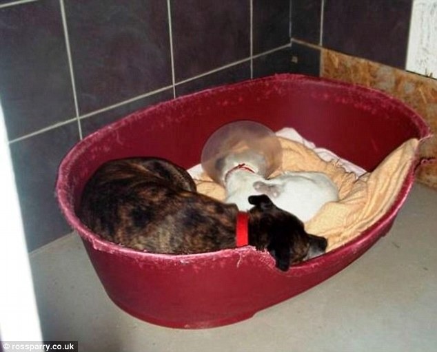 格倫和巴斯已經擄獲所有救助中心工作人員的心，大夥都希望能幫牠們找個好家。　翻攝自每日郵報