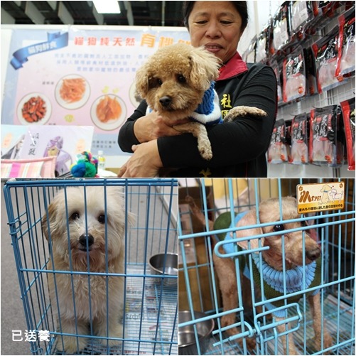 照生會還有2隻紅貴賓等待領養！　何宜/攝