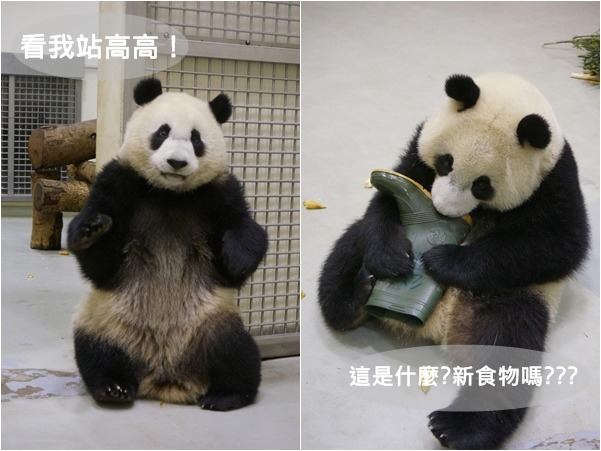 圓仔獨立後每天過得頭好壯壯、健康快樂的生活! 台北動物園/提供