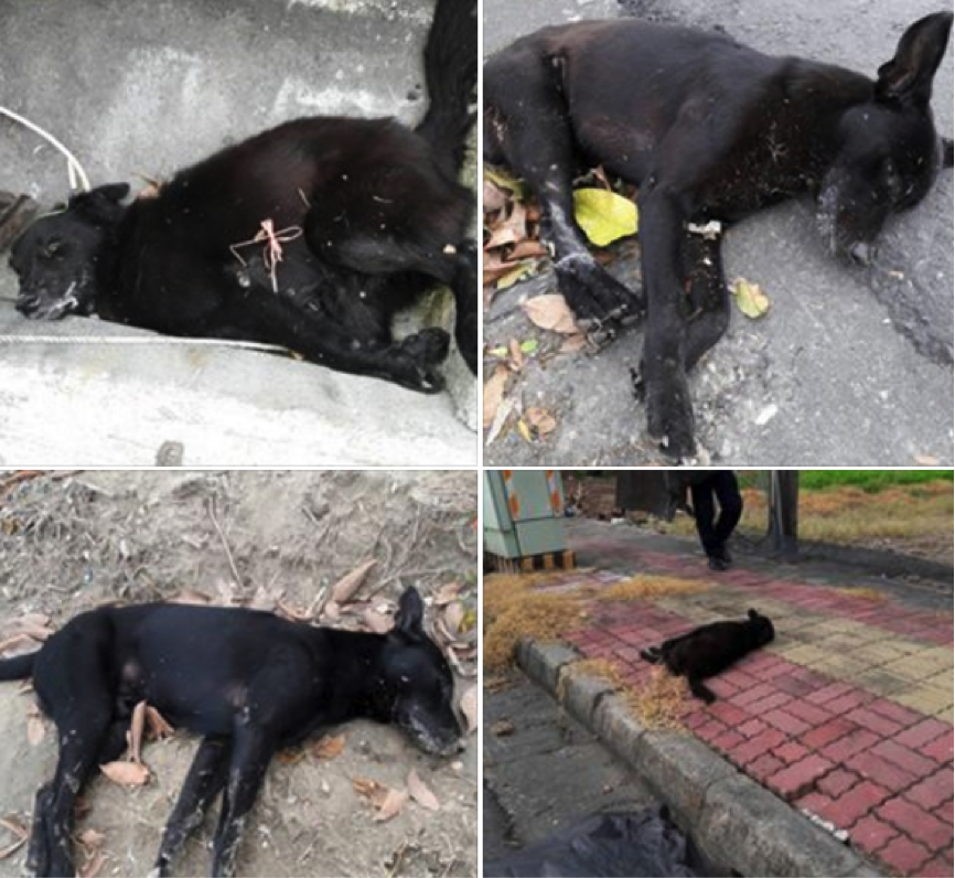藍昌路、大學38街街口發現3隻狗屍，另於大學38街內再發現1隻，共計4隻黑色浪犬疑似遭毒殺。賴愛媽／提供