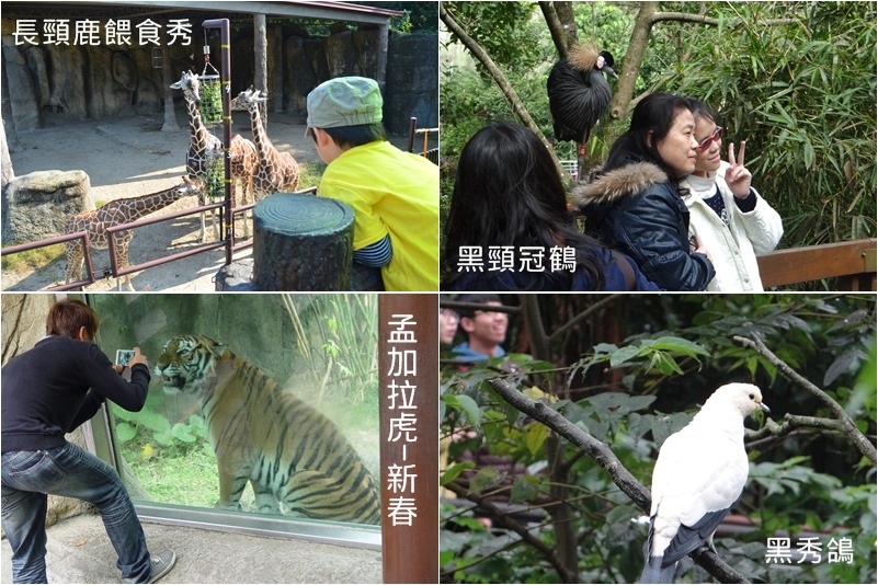 動物園偷偷教你春節入園的拍照私房景點，讓你與動物朋友一起歡樂入鏡！　動物園/提供