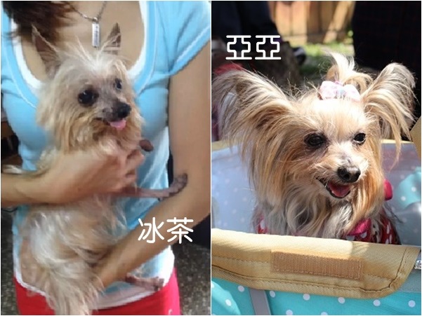 戴梅君領養的亞亞後，決心加入中途之家，照顧更多需要幫助的狗狗。　　(左)取自約克夏幸福園、(右)董為劭/攝