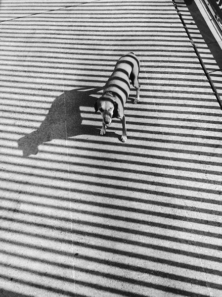 in Marina Del Rey, CA/Noah W.攝