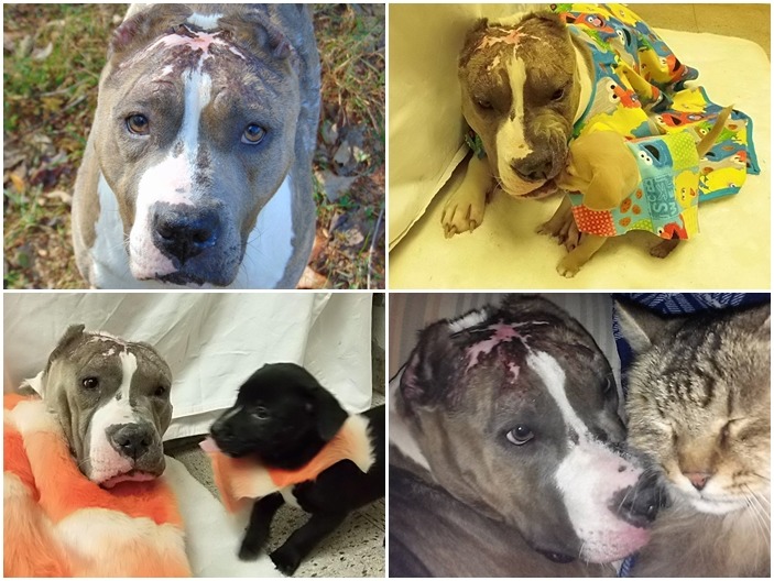 誰說比特犬就很兇狠?曾被人類狠狠傷害的鑽石,對貓跟小狗都溫柔體貼。 取自Diamond the Diva Dog