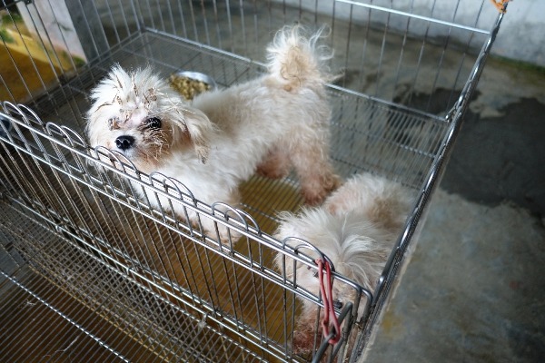 現場犬隻飼養並沒有出現皮膚病等狀況。   台北市動保處/提供