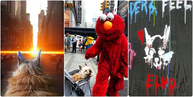 左起Elmo欣賞曼哈頓懸日、Elmo遇上正牌Elmo啦、Elmo被畫在牆上。 取自網路
