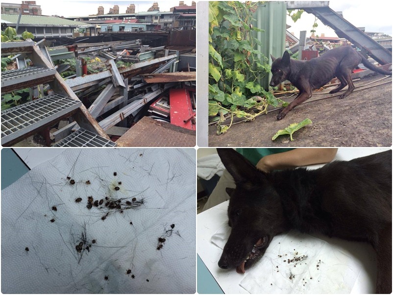 Lucia被主人遺棄在環境相當糟糕的地方，而且沒食物，身上長滿了壁蝨。　取自Mary’s Doggie粉絲專頁