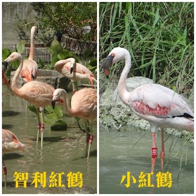 趁紅鶴搬家時，獸醫師順便做了健康檢查，還換上了較顯眼的腳環。　台北動物園/提供