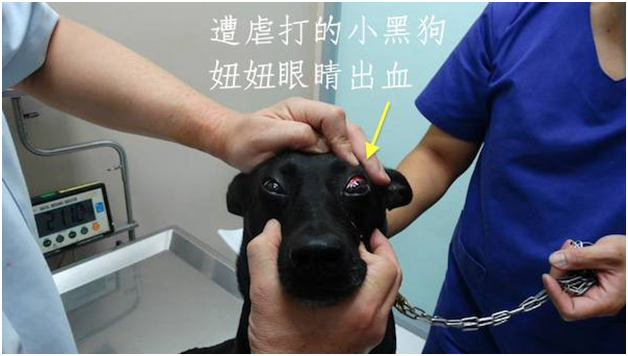 遭嚴重毆打的小黑狗妞妞送醫之後發現眼睛出血。   取自王春金臉書