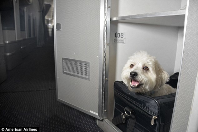 頭等艙乘客未來搭乘A321T航班飛機時，將可以攜帶心愛的寵物一起旅行。　翻攝自每日郵報
