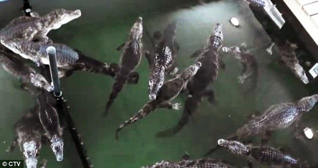 加拿大多倫多一位飼主非法飼養150條鱷魚，最後不堪負荷，只好自己打電話請求動物園收容。　翻攝自每日郵報