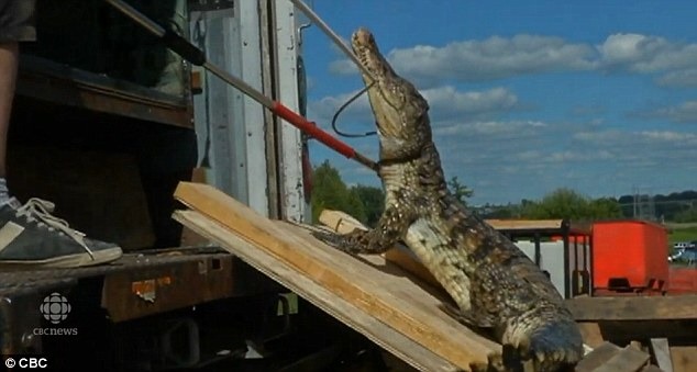 150隻鱷魚一共花了整整4天才全數完成遷移任務。　翻攝自每日郵報