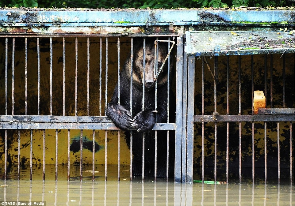 因颱風造成洪水，讓私人動物園內的動物遭困在鐵籠內等待救援。　翻攝自每日郵報