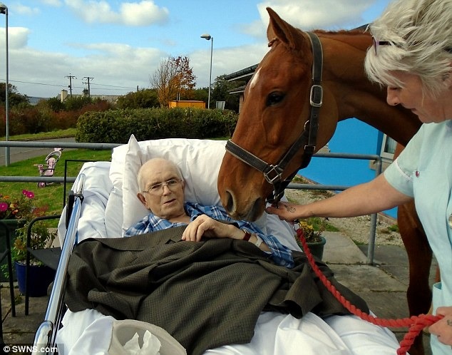 法蘭克一生都與馬兒相處,臨終前最後的願望也是見心愛的馬最後一面。 翻攝自每日郵報
