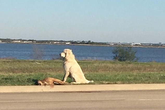 美國達拉斯一隻大白熊狗狗，守護在過世的朋友身邊不肯離去。　翻攝自每日郵報