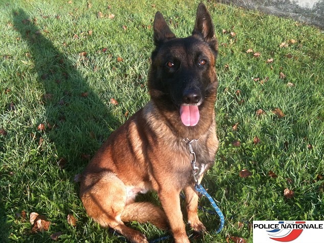 法國恐攻過世的警犬狄賽爾,被追贈動物界最高榮譽勳章。 取自每日郵報