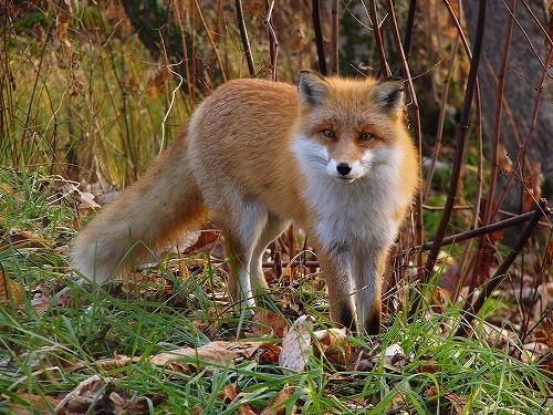 一個地區某個物種過多，反而會招來災禍，獵殺狐狸的爭議還是存在。　取自Flickr_ arudhio