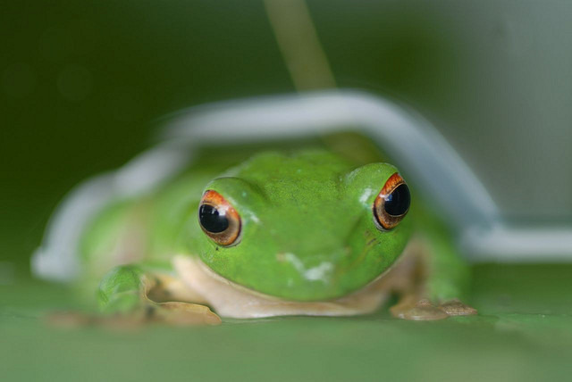 莫氏樹蛙成了國小教科書裡的活教材，但這樣的教學真的能傳遞正確教育嗎？　Flickr_潘立傑 LiChieh Pan