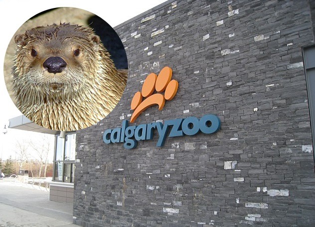 加拿大動物園內一隻北美水獺，因為保育員破壞規定將長褲放在展示區，造成水獺受困溺斃。（左上為死亡的水獺羅根）　翻攝自每日郵報