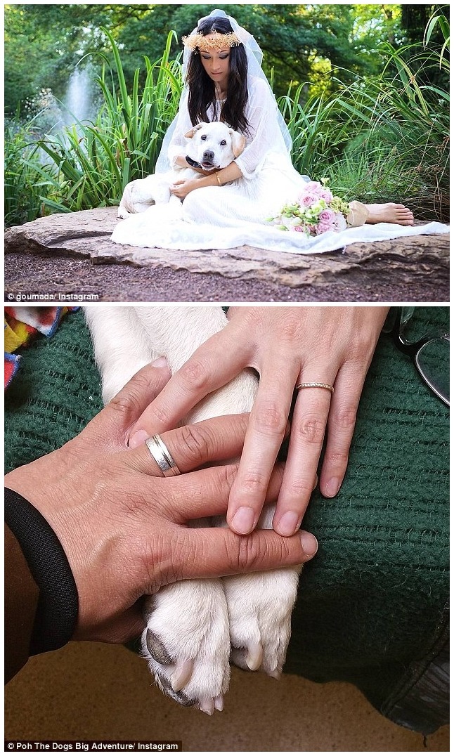 原本被獸醫預估只剩2週可活的Poh,不但多活了1年,也參與了親愛的飼主的婚禮。 翻攝自每日郵報