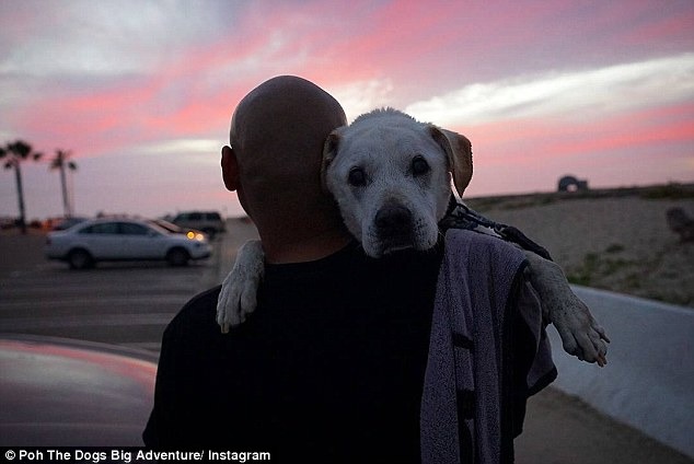 美麗的夕陽下,飼主尼爾抱著重病的愛犬Poh,實現他要帶牠看美國的承諾。 翻攝自每日郵報