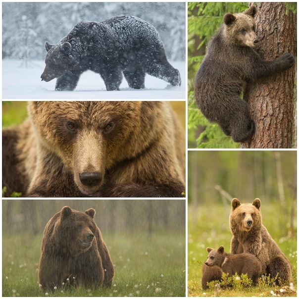 第二名:攝於芬蘭的熊。 / Kyle Moore