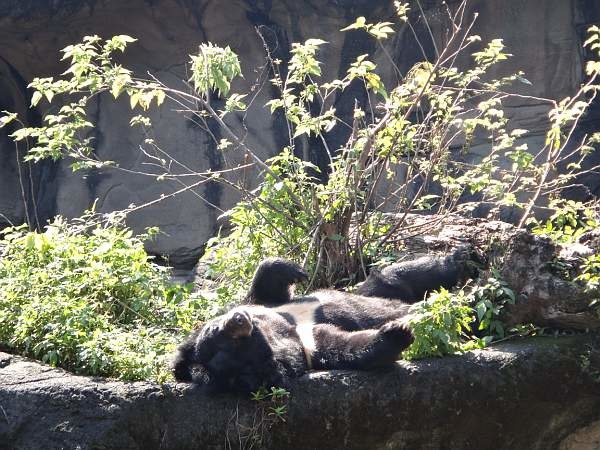 動物園內目前共有11隻熊,幾乎全是救傷及民眾贈與個體。圖為溫帶動物區亞洲黑熊曬太陽示意圖。 取自台北動物園