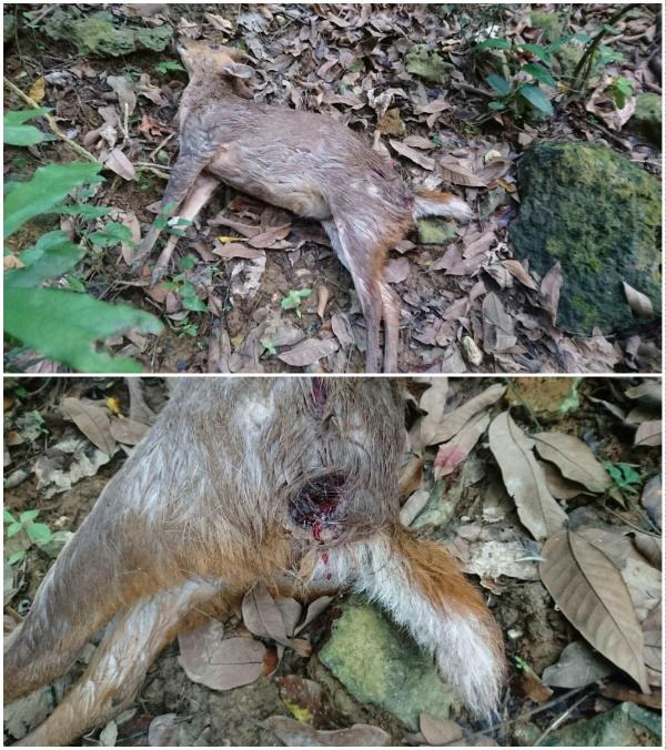 3月27日於小坪頂附近進行保育巡查時發現，臀部可見齒痕和抓痕，疑似遭浪犬攻擊致死。   壽山處/提供