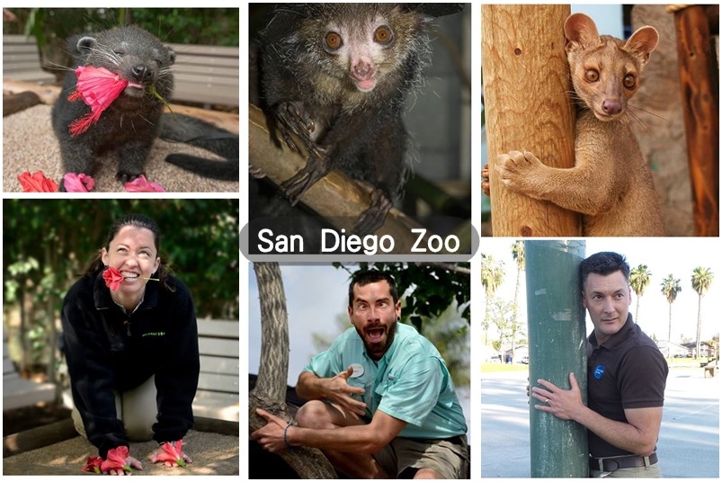 美國聖地牙哥野生動物園的保育員也加入#zookeepersasanimals行列! 取自San Diego Zoo FB