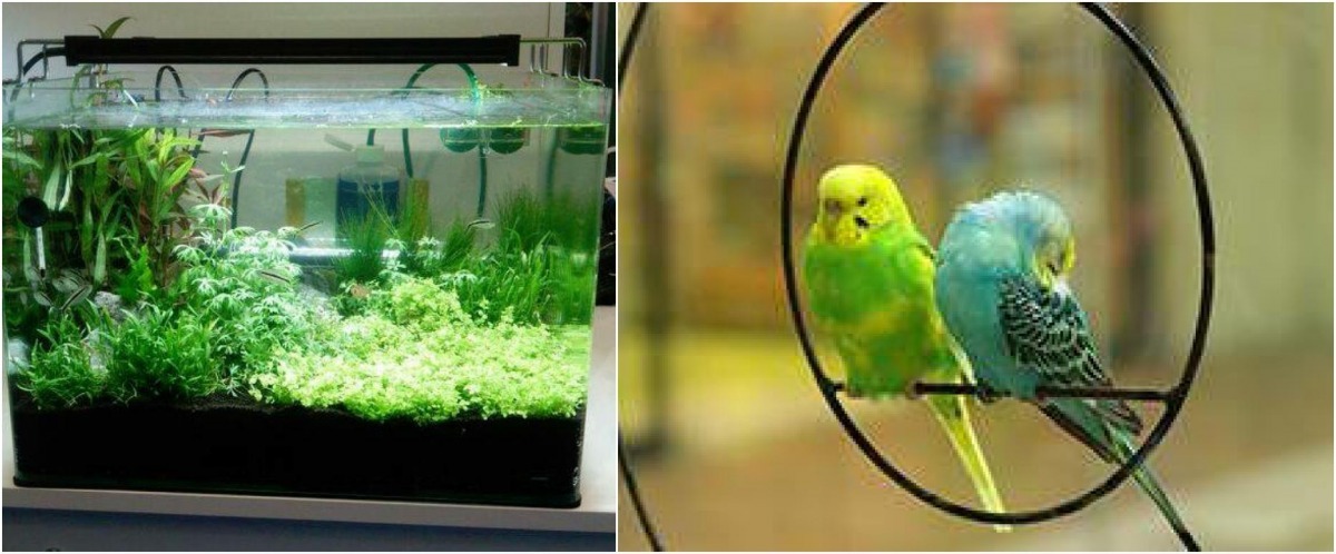 日本在觀賞魚及鳥類的相關用品，近年都有了極大的轉變。   取自(左圖) Japan Pet Communications AquaCenter、(右圖) ペットの専門店コジマ