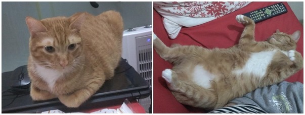 葉小姐說家裡的3隻貓都是她的家人，而當時反而希望咪妮是被帶到收容所，因為牠有打晶片，可以馬上聯絡飼主，沒想到咪妮太膽小，一直都躲在家附近的國小工具間。　葉小姐/提供