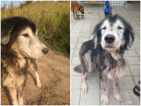 茉莉的哥哥「花生」,皮膚比較不好,目前在好轉中。 Coral/提供