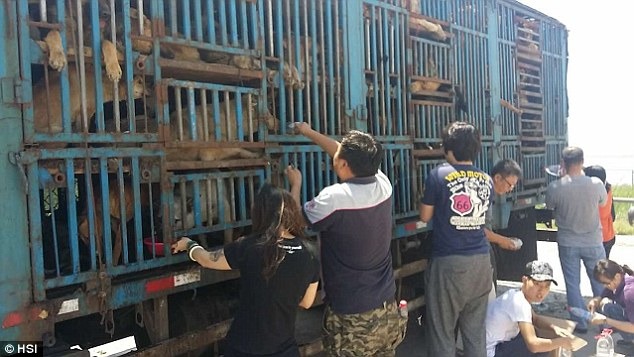 玉林狗肉節即將到來，日前有一批動物保護志工在天津高速公路上攔下裝滿狗隻的貨車，並成功救出200隻狗。   翻攝自每日郵報