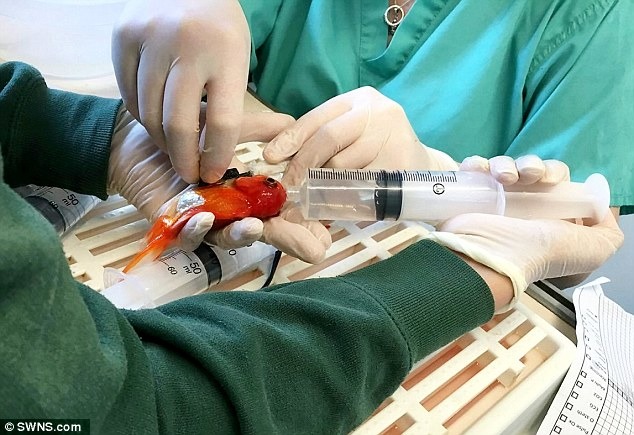 從麻醉金魚到讓牠甦醒都是一項挑戰，麻醉的方式是注射麻醉藥到牠的嘴巴及魚腮裡。   翻攝自每日郵報