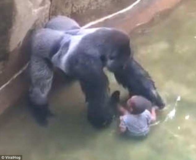 哈拉比在目擊者拍攝的影片中，有在水裡拖行小男孩的舉動，也引起四周遊客的尖叫不斷。   翻攝自每日郵報