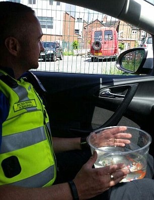 警方手上抱著一缸金魚，並表示這是一次不平常的救援經驗。   翻攝自每日郵報