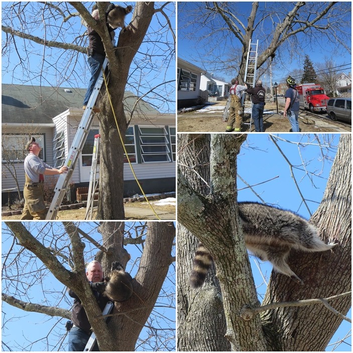 一位熱心的退休環境保護官連同消防隊,前來拯救受困樹上的浣熊。 取自Tuckerton Fire Department