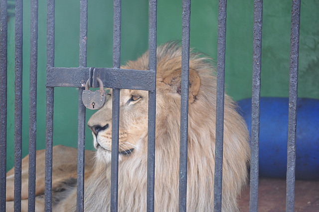 美國律師協會督促聯邦跟地方政府,需要正視野生動物被私人持有的危險事實,並杜絕這種情形。 Flickr_Andrey