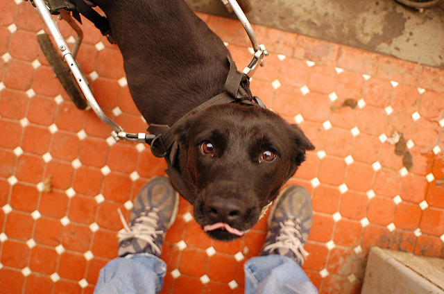 「你願意給我一個家嗎？」圖為Judy年輕時在台灣動物協會的模樣。　Animals Taiwan/提供