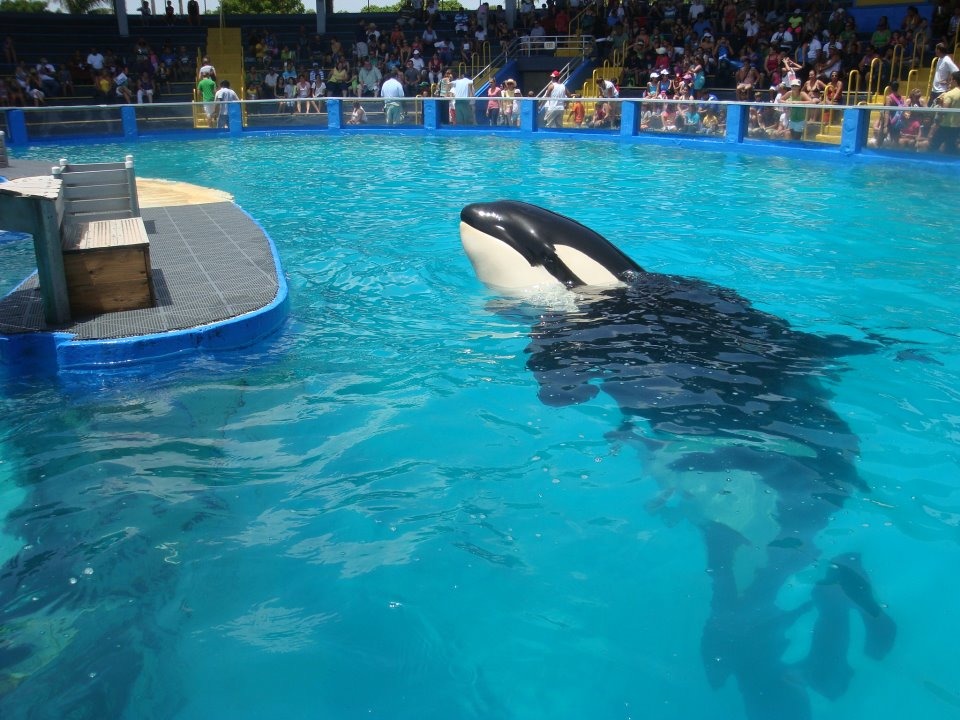邁阿密水族館裡一頭可憐的虎鯨蘿莉塔，已被囚禁在全美國最小的水槽整整45年。　取自Free Lolita the Orca!