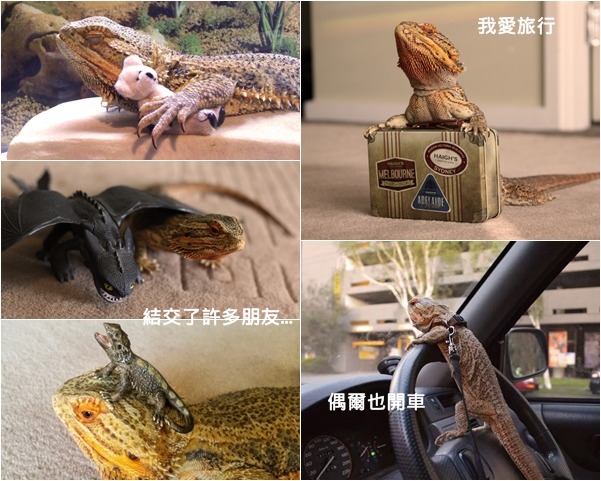 因為我愛開車去旅行，所以因此結交了各式各樣的朋友，泰迪熊啦、無牙啊都是我的好麻吉！　取自tumblr