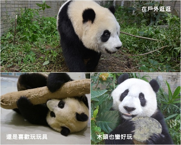 圓仔睡覺時間拉長,不過偶爾還是會四處活動、玩玩具。 台北動物園/提供