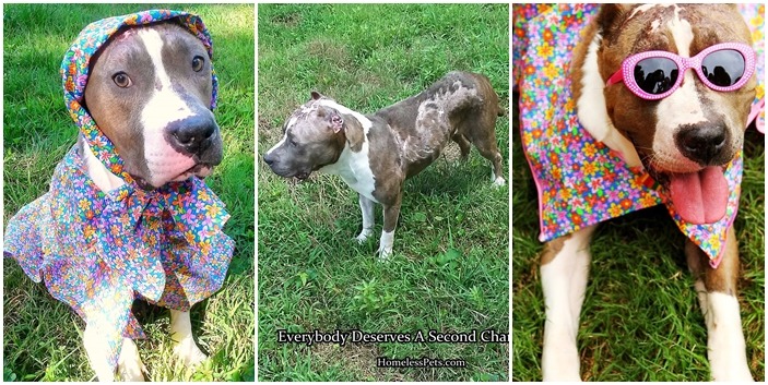 比特犬鑽石身世坎坷,被當成種母、鬥犬練習誘餌、還被潑酸虐待,後來遇到一個願意愛牠一輩子的領養人,也透過打扮重獲新生。 取自Diamond the Diva Dog