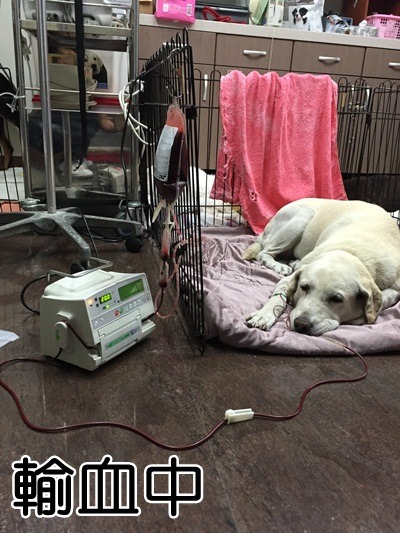 妞妞於3月1日下午進行第二次輸血。 取自高雄市關懷流浪動物協會