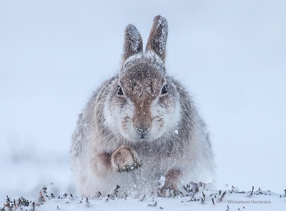 取自Wildlife Photographer of the Year