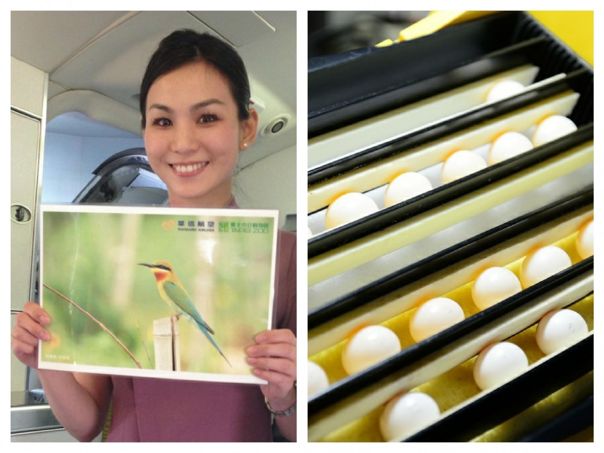 去年華航子公司華信航空也曾與鳥類有一段佳話。   台灣動物新聞網資料照