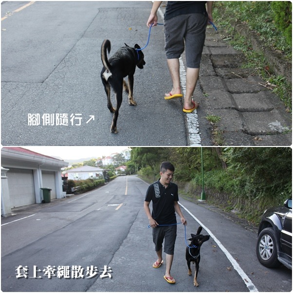狗狗要習慣和男性相處，也要每天運動散步。牠們每隻都會腳側隨行喔超厲害！　何宜/攝